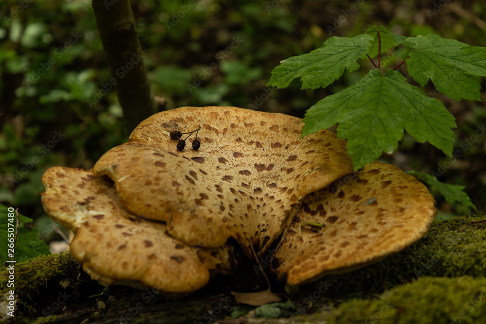 wild mushrooms in a forest in İğneada, Turkey wild mushrooms in a forest in İğneada, Turkey