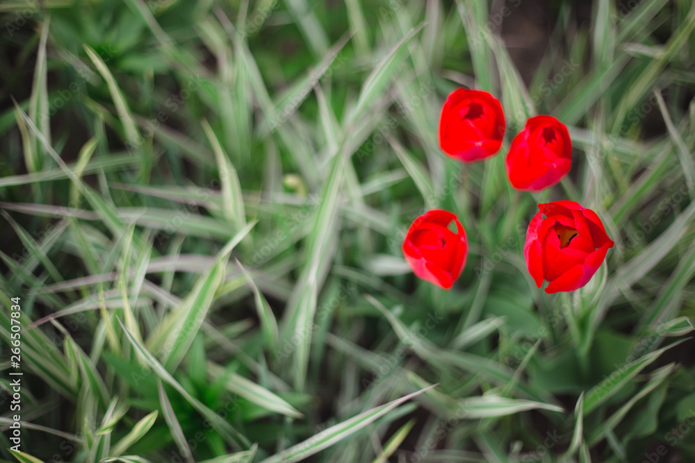 Close-up red tulips flowers among grass and greens Close-up red tulips flowers among grass and greens