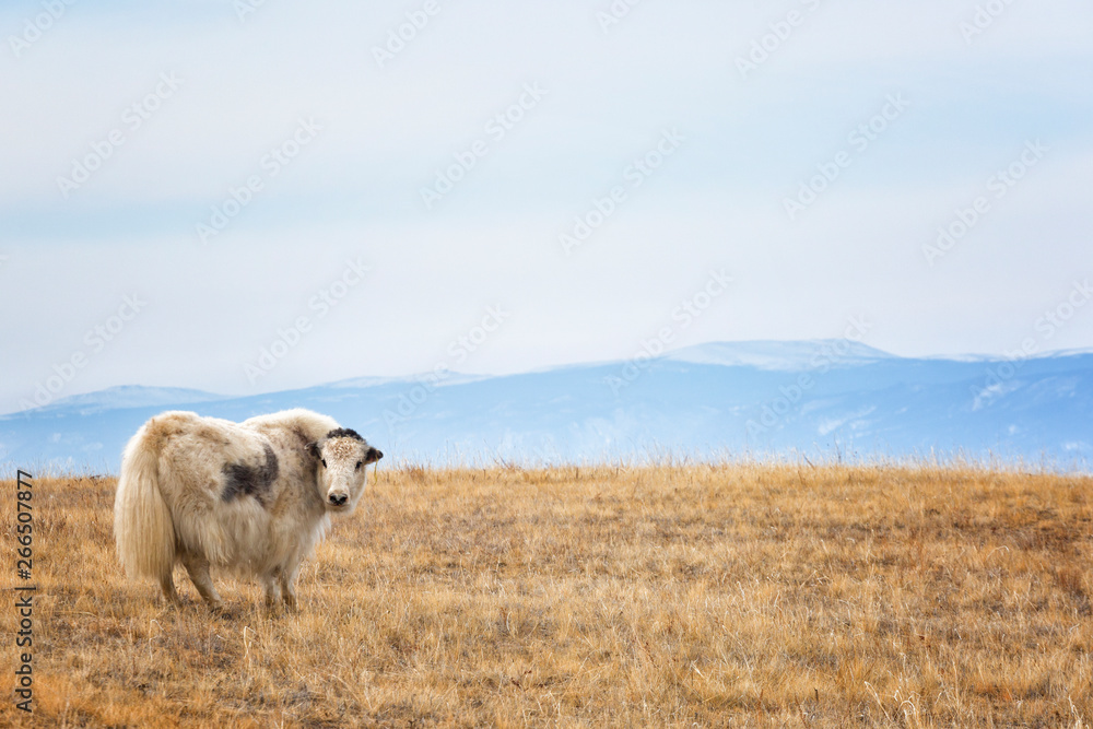 Obraz premium Yak ( Bos mutus) on Olkhon Island, Baikal, Russia