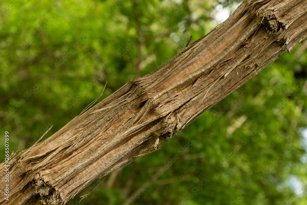 Obraz premium dead tree trunk in the forest