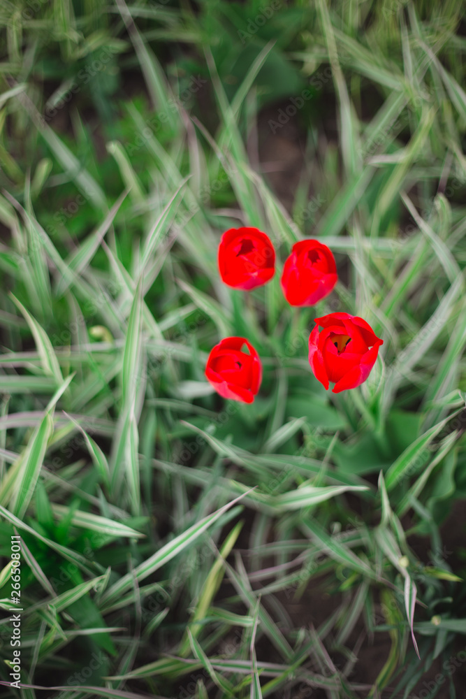Close-up red tulips flowers among grass and greens Close-up red tulips flowers among grass and greens