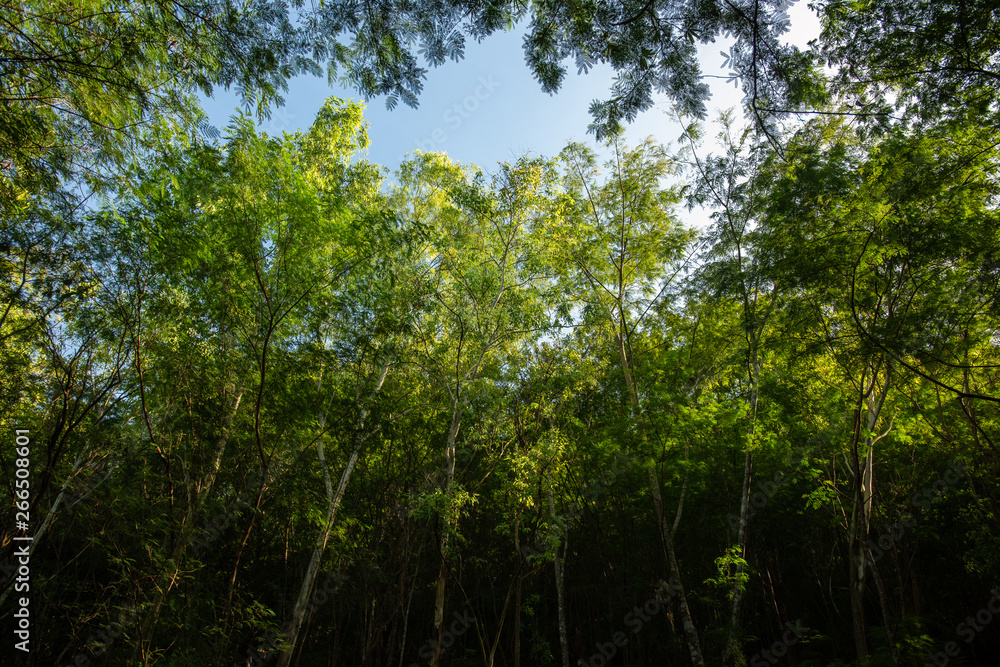 Fototapeta premium forest trees in dense green forest, nature green wood sunlight backgrounds