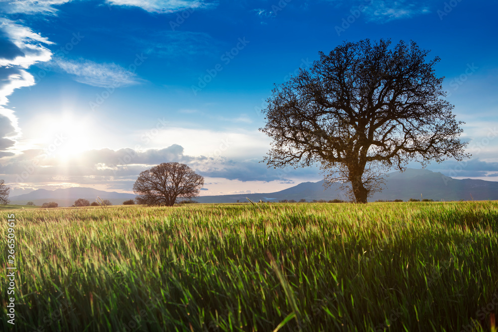 Fototapeta premium Green beet field and sun on blue sky. Agricultural landscape