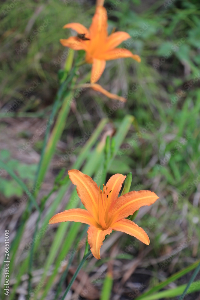 Obraz premium ハマカンゾウ