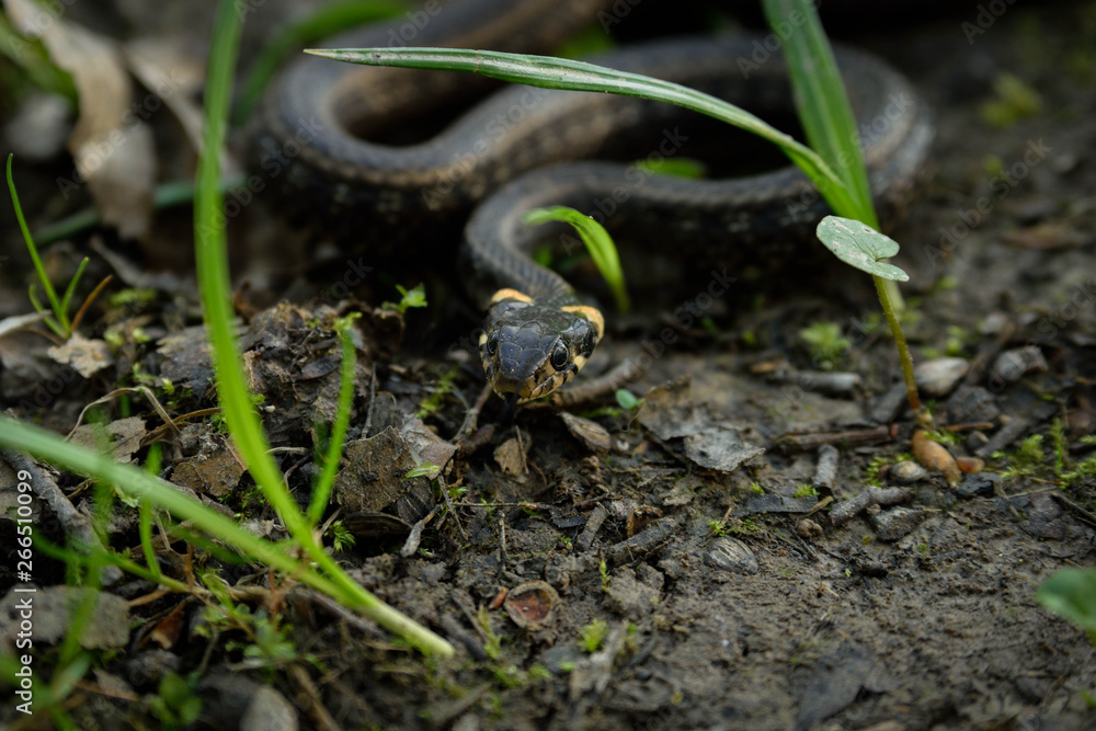 Natrix, Snake, Colubridae in the forest, close up. Natrix, Snake, Colubridae in the forest, close up.
