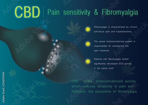 cbd pain sensitivity and fibromyalgia,the  endocannabinoid system,effect on body,vector infographic on white background.