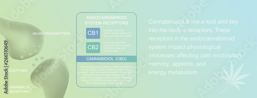 how does cbd work and human endocannabinoid system is CB1,CB2 and   affects the human body and brain.