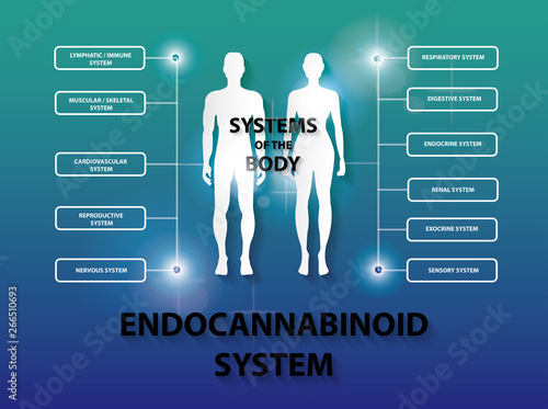 humen endocannabinoid system