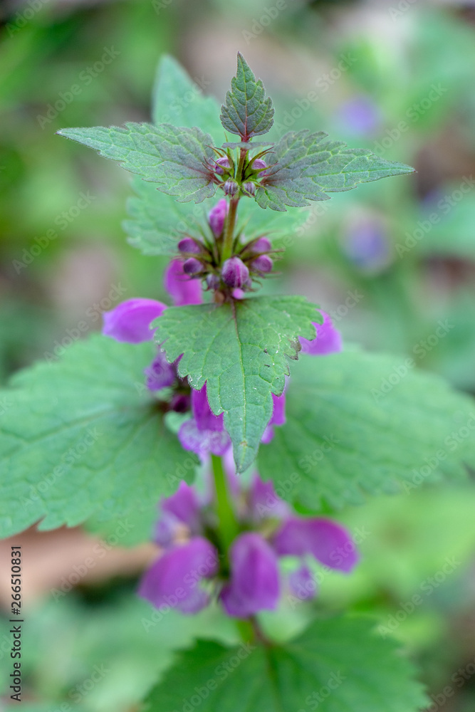 Blind nettle purple, on a green defocused background, in the forest. Blind nettle purple, on a green defocused background, in the forest.