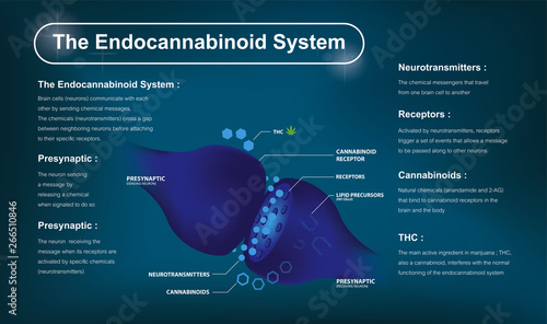 how does cbd work and human endocannabinoid system and   affects the human body and brain.