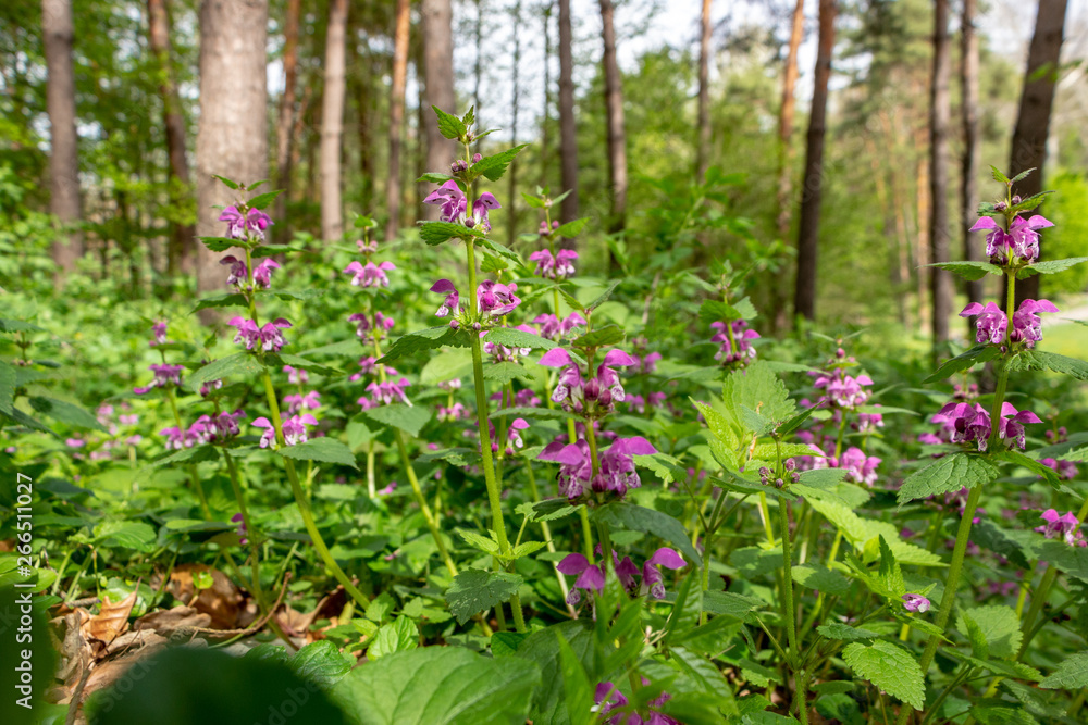 Blind nettle purple, on a green defocused background, in the forest.