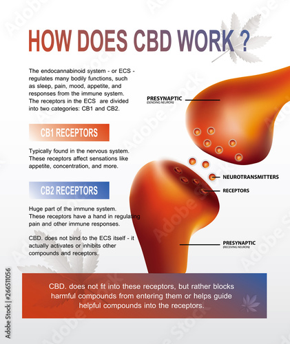 how does cbd work and human endocannabinoid system is CB1,CB2 and   affects the human body and brain.
