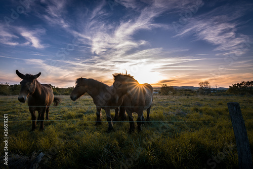 Coucher de soleil devant des chevaux à Soual, dans le Tarn, Occitanie