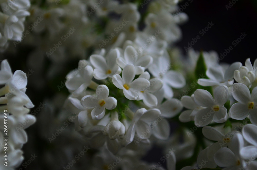 spring flowers, a lilac branch with white flowers and buds on a background of green foliage spring flowers, a lilac branch with white flowers and buds on a background of green foliage