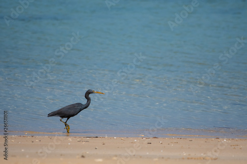 Black birds are living by the sea. © K.Decha