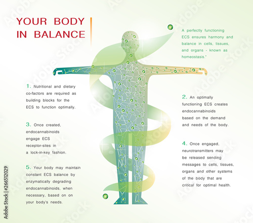 your body in balance is the human endocannabinoid system,effect on body,vector infographic on white background.