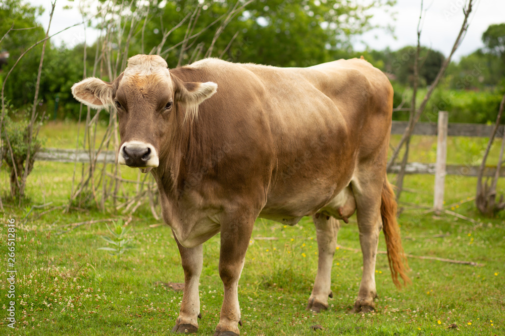 Brown Cow standing alone on in field looking angry at camera