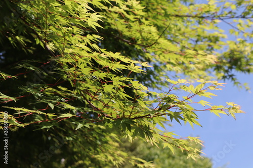 緑色のモミジの葉っぱ