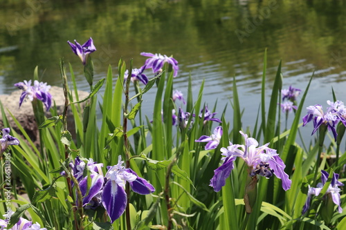 水辺に咲いているアヤメの花