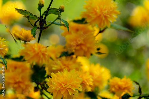 Selective focus on foreground of bright yellow flowers of Japanese kerria or Kerria japonica pleniflora on natural blurred dark green background. Beautiful fluffy yellow blooms on sunny spring day