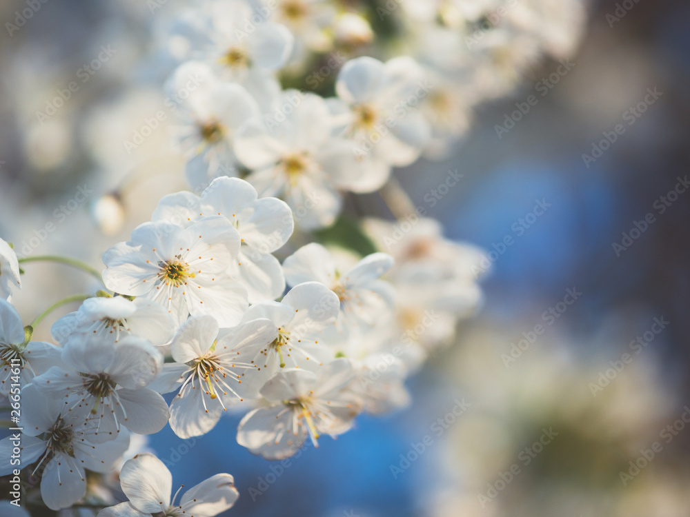 Beautiful cherry blossoms. Spring garden. Spring colors Beautiful cherry blossoms. Spring garden. Spring colors