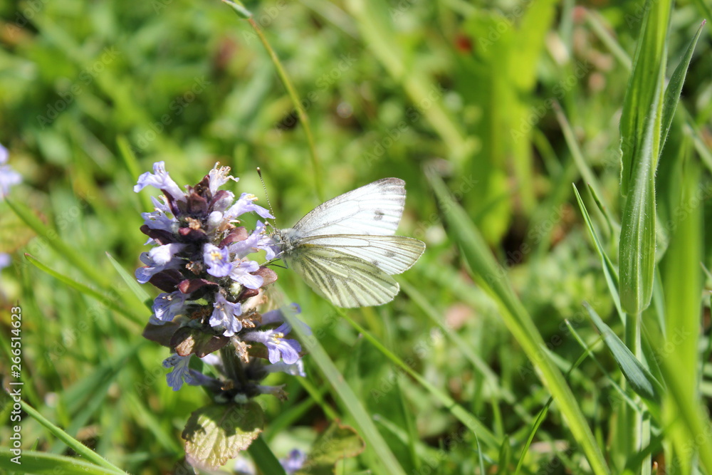 Großer Kohlweißling trinkt Nektar auf einer Blüte Großer Kohlweißling trinkt Nektar auf einer Blüte