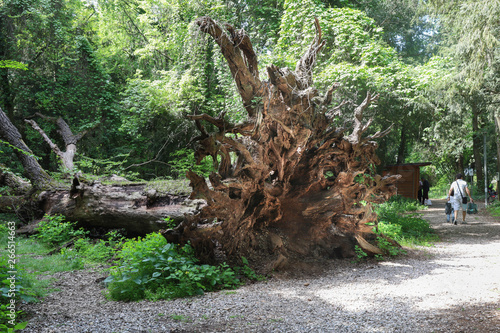 ALBERO SRADICATO CON RADICI VISIBILI  photo