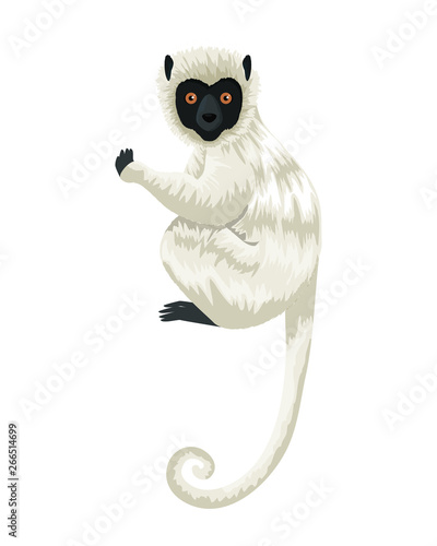 Tableau sur toile tropical capuchin monkey character