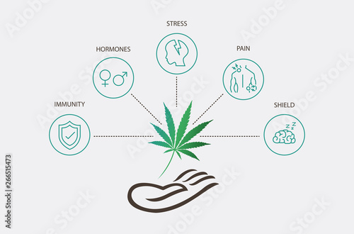 what is cannabis,CBD oil benefits,Medical uses effect on body,vector infographic on white background.