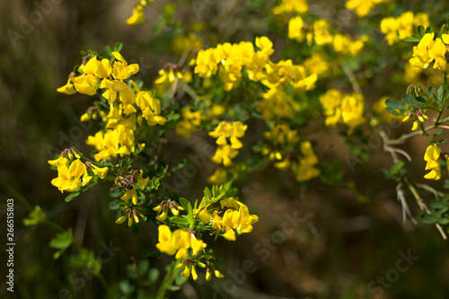Yellow lower bush in a forest