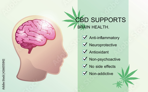 cbd supports brain health,effect on body,vector infographic on white background.