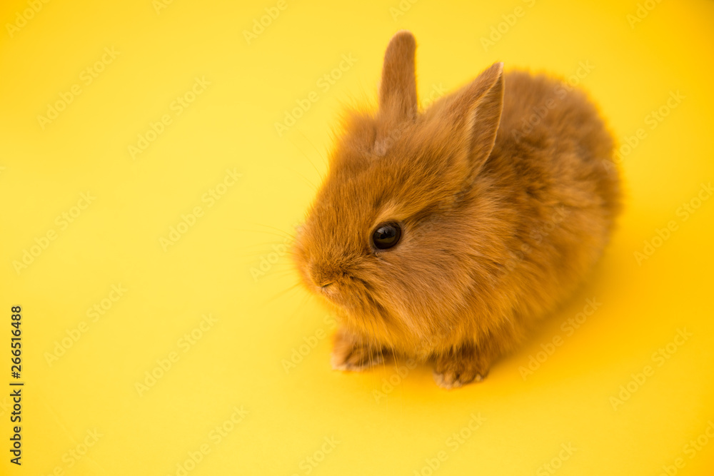 Bunny funny rabbit