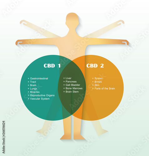 human endocannabinoid system,effect on body,vector infographic on cannabis natural background.