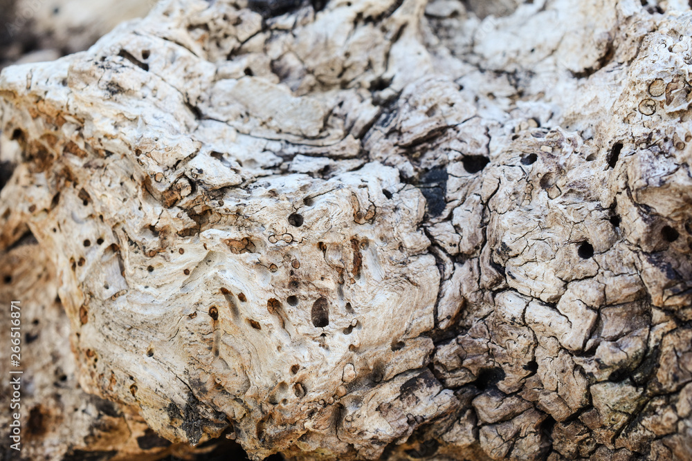 Old tree texture nature background Old tree texture nature background