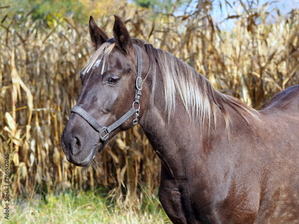 Fototapeta premium Portrait of the beautiful silvery-black mare against the background of the dried autumn vegetation