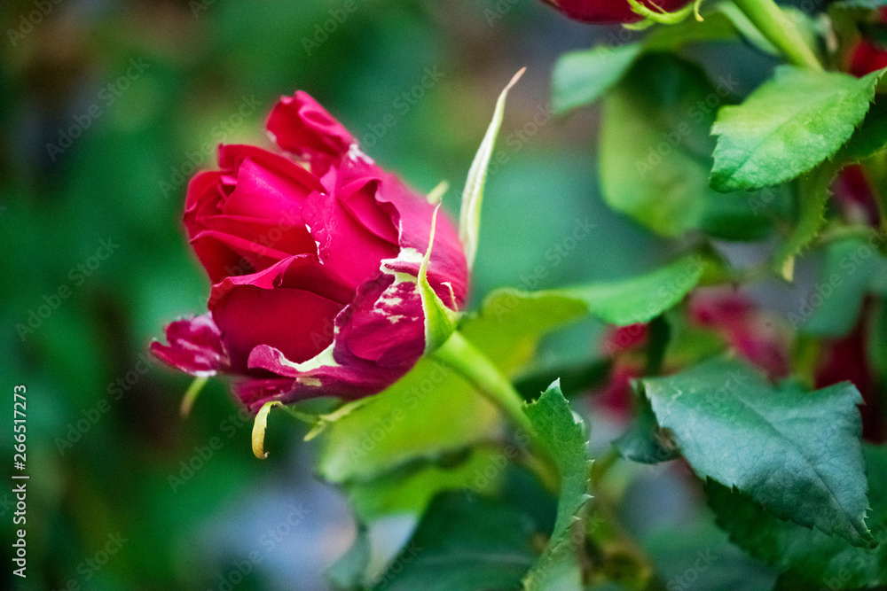 fragrant red roses on lush bushes in the garden fragrant red roses on lush bushes in the garden