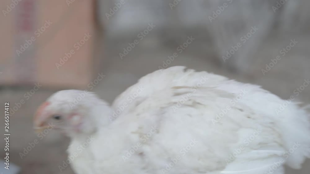 Injured poor broiler chicken suffering from maxillary dislocation Injured poor broiler chicken suffering from maxillary dislocation