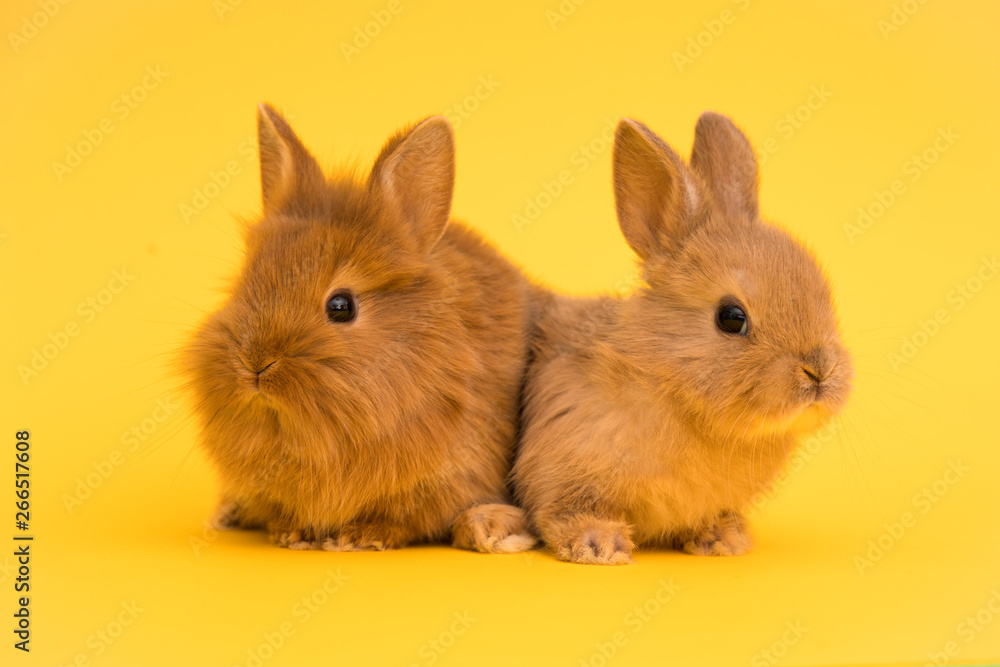 Bunny funny rabbits Bunny funny rabbits