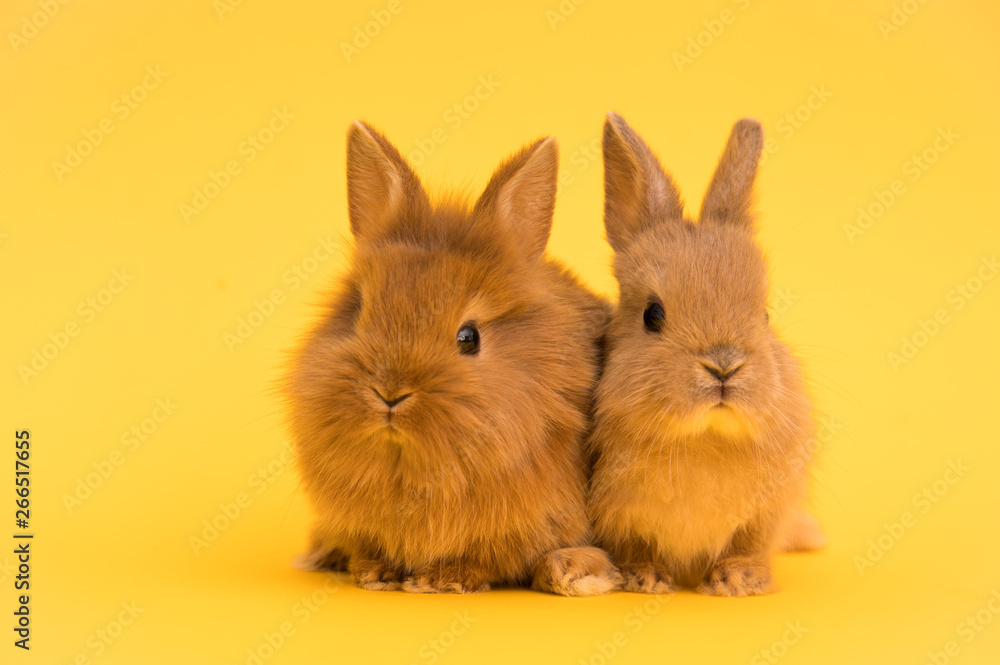 Bunny funny rabbits
