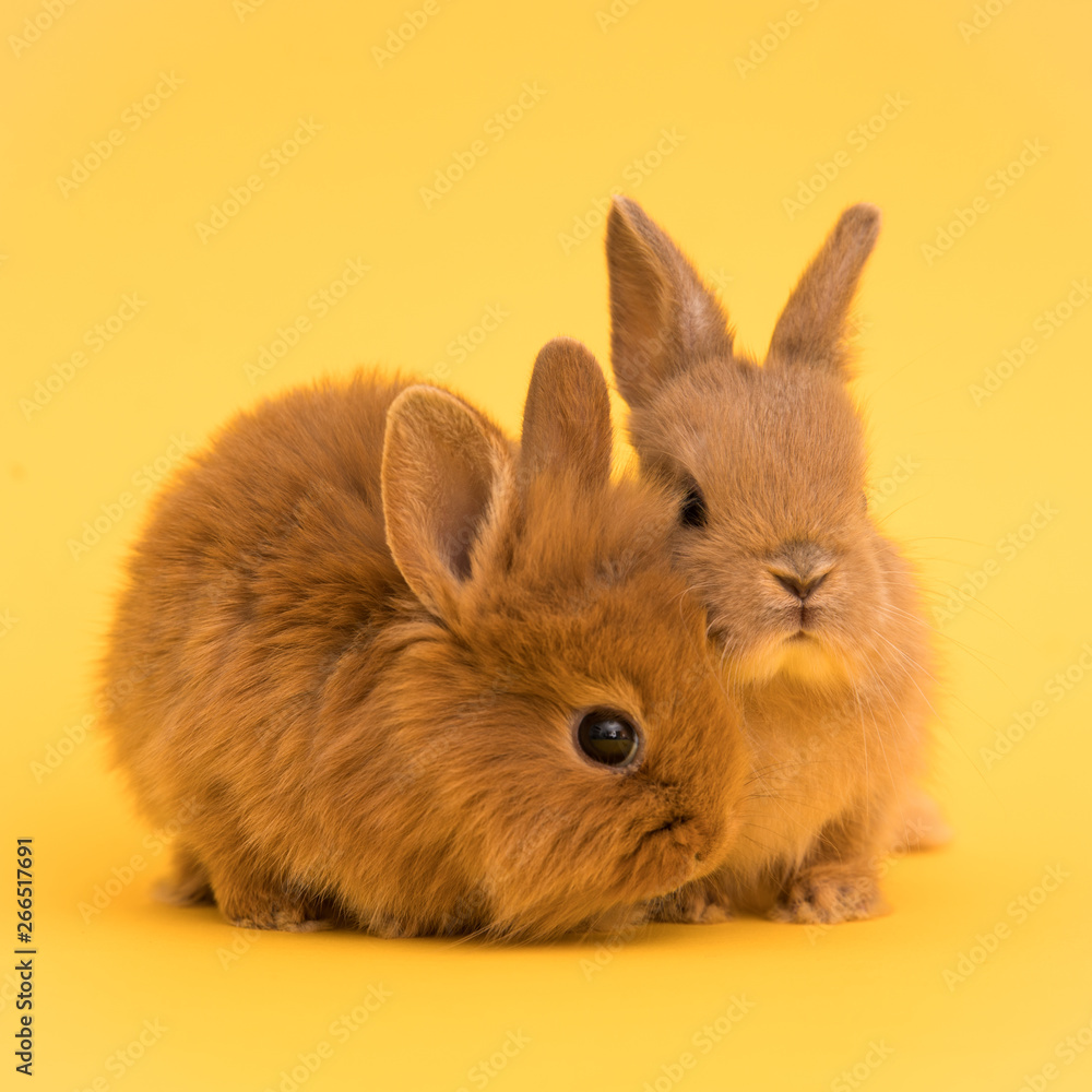 Bunny funny rabbits Bunny funny rabbits