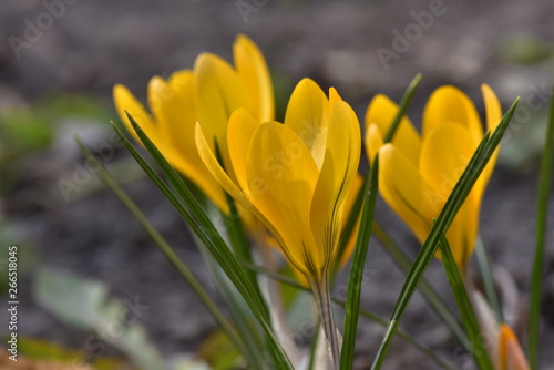 Crocuses, snowdrop