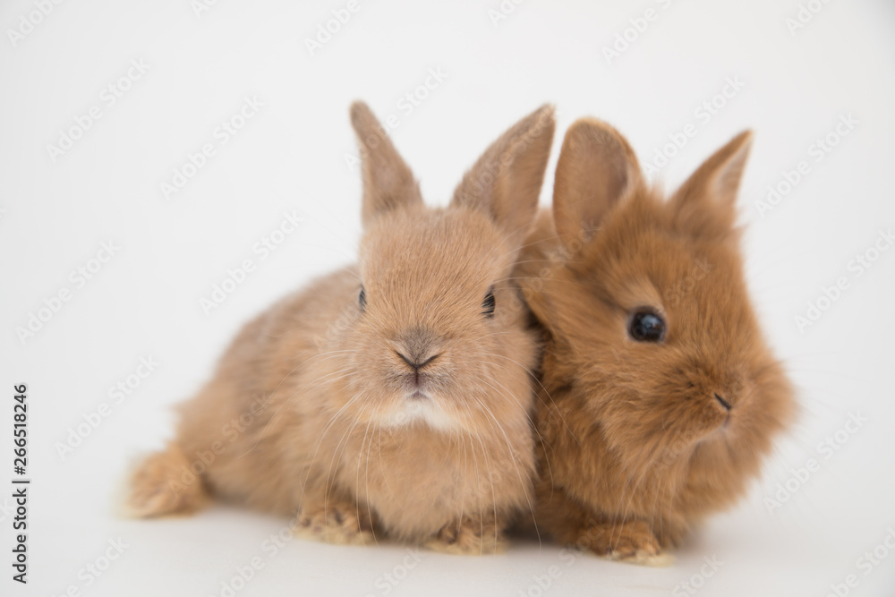 Bunny funny rabbits Bunny funny rabbits