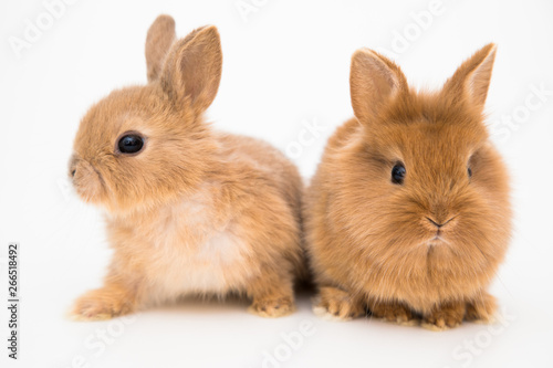 Bunny funny rabbits