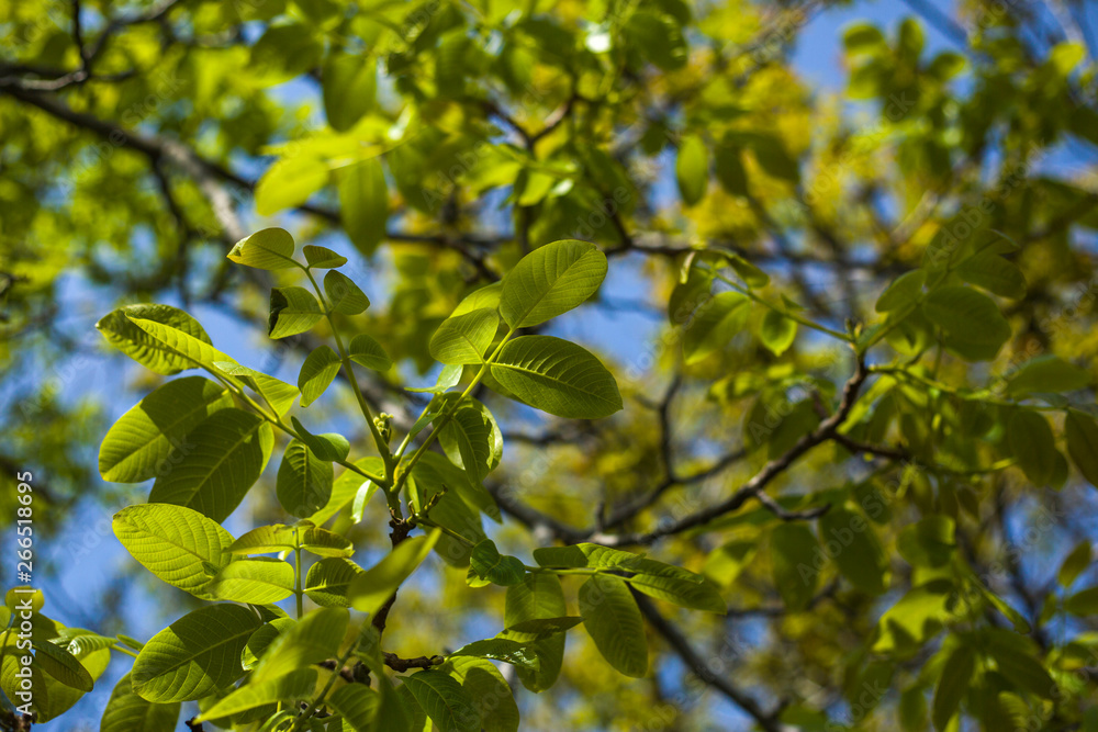Branches of tree against blue sky Branches of tree against blue sky