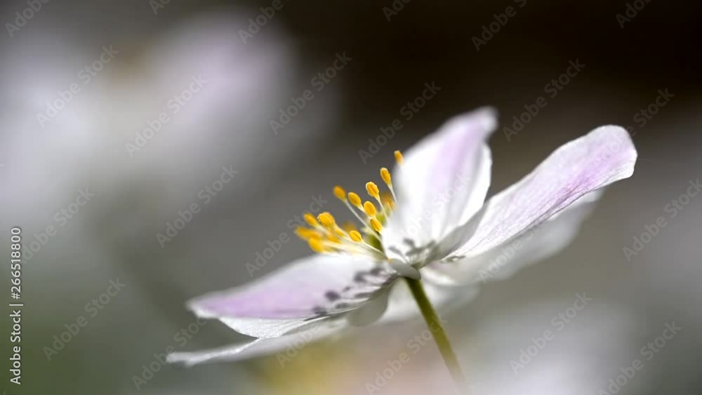 beautiful wood anemones beautiful wood anemones