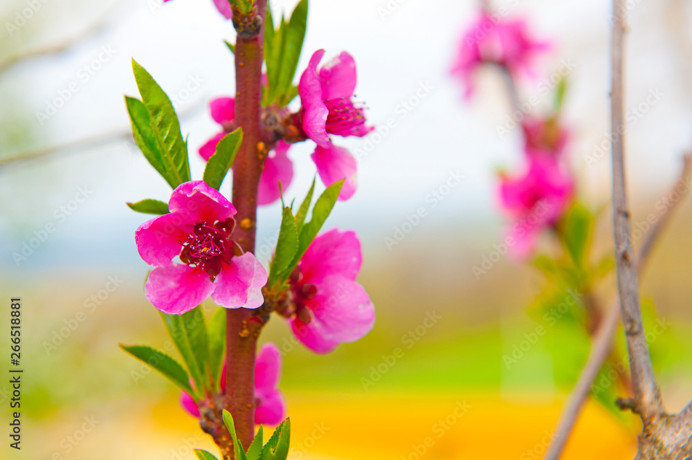 Obraz premium Pink flowers fruit on the tree