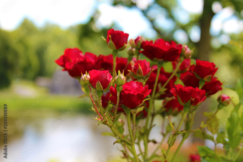 bunch of wild red roses bunch of wild red roses