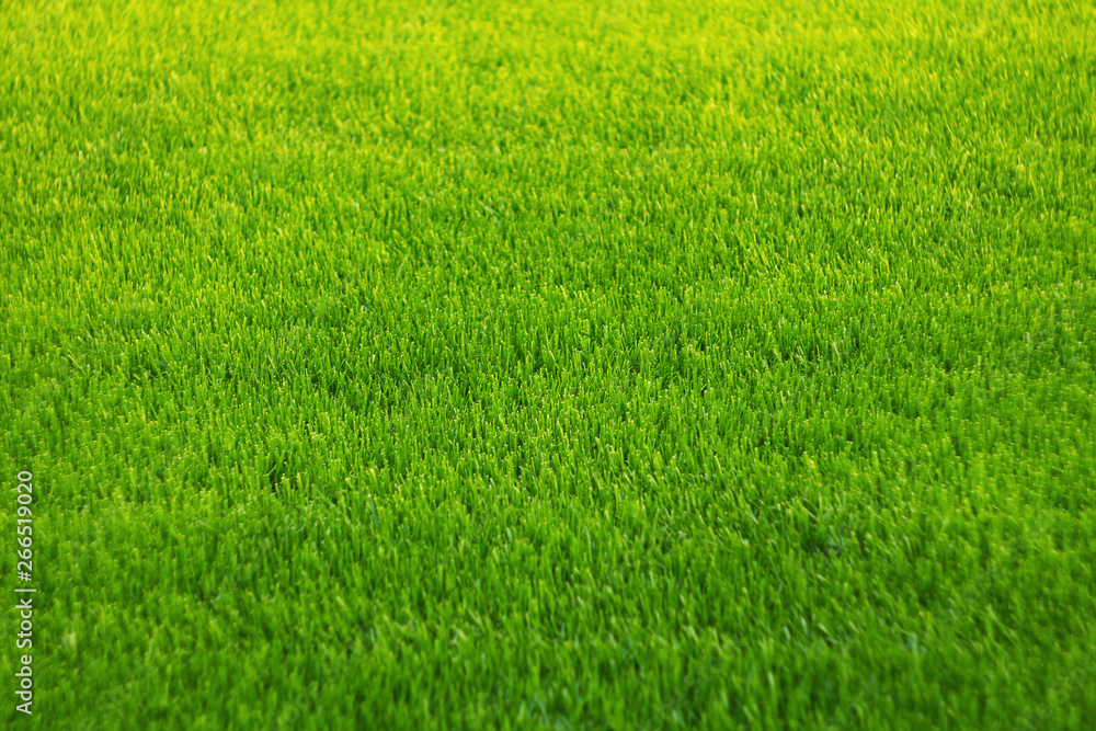 Fototapeta Background of green grass. Amazing grass texture. Green background.Park lawn texture.