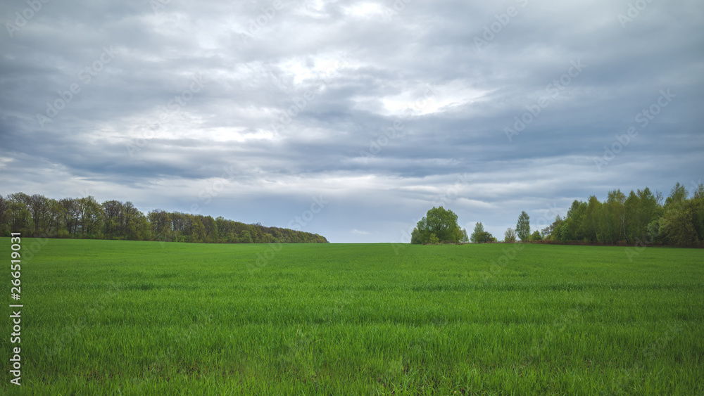 green field on a background of forest and cloudy sky