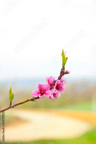 Fototapeta Naklejka Na Ścianę i Meble -  Pink flowers fruit on the tree